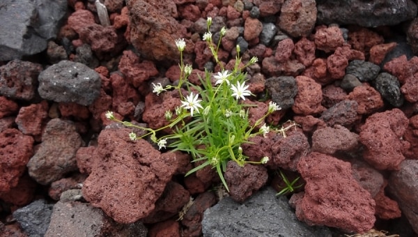 富士山の独自で豊かな自然を次世代へ~外来植物から富士山を守りたい!~