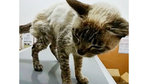 猫と人とが地域で共生できるハートフルなまちのために～猫と私たちができること～