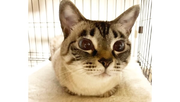 猫と人とが地域で共生できるハートフルなまちのために～猫と私たちができること～