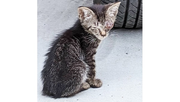 猫と人とが地域で共生できるハートフルなまちのために～猫と私たちができること～