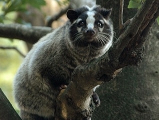 【第五弾】里山を保全し野生動物の命を守る～未来…