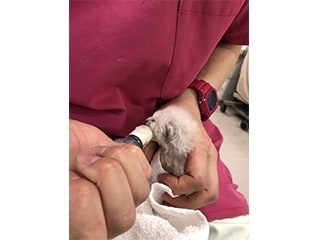宇都宮市に収容された離乳前の子猫を救いたい!!プ…