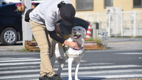 コロナ禍でも歩みを止めない盲導犬育成のためにフード代のご支援を!