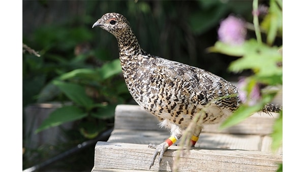 日本最北限、最小の個体群「火打山のライチョウ」を救いたい!