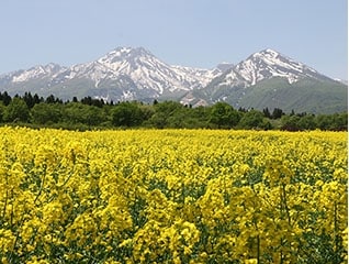 耕作放棄地から生まれ変わった花畑を存続・拡大し…
