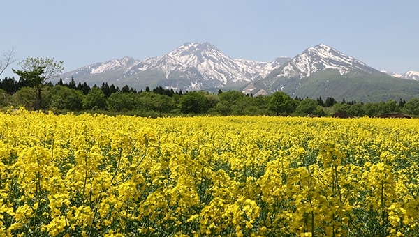 耕作放棄地から生まれ変わった花畑を存続・拡大したい!