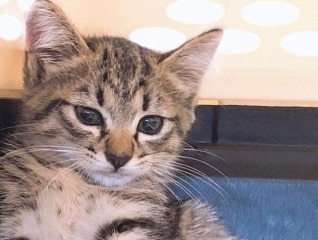 SDGs11　犬・猫と住み続けられるまちづくり【糸満…