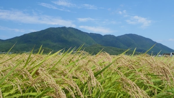 有機栽培米の生産拡大を!”農家と消費者が共に進めるSDGs”