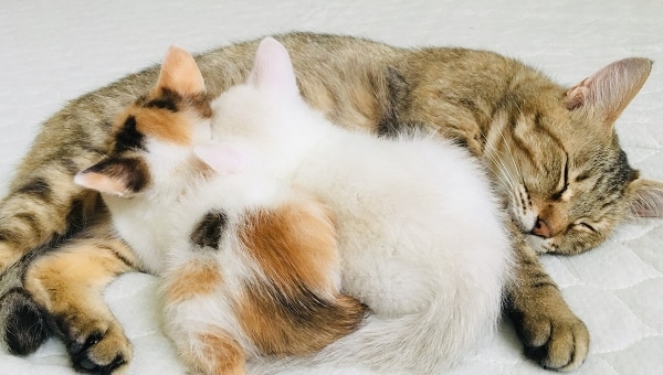 人と動物が共生するまちみよし市へ。地域ねこの避妊去勢手術支援プロジェクト
