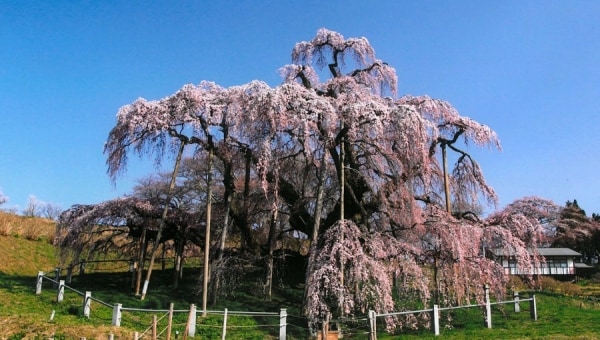 三春の桜保全プロジェクト