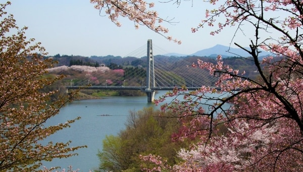三春の桜保全プロジェクト