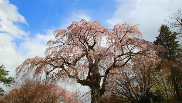 三春の桜保全プロジェクト