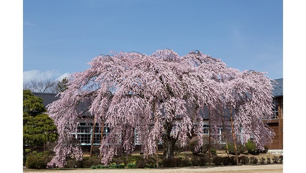 美しい名桜を後世に残そう!