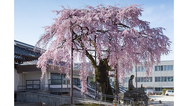 美しい名桜を後世に残そう!
