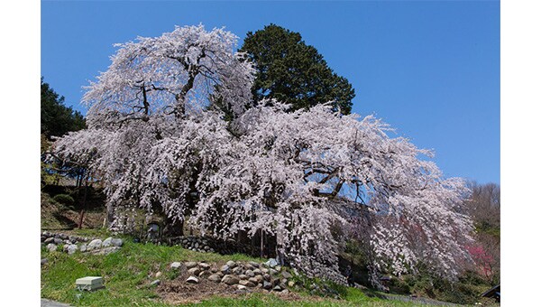 美しい名桜を後世に残そう!