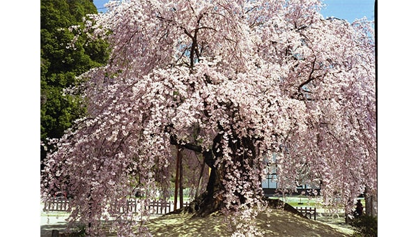 美しい名桜を後世に残そう!