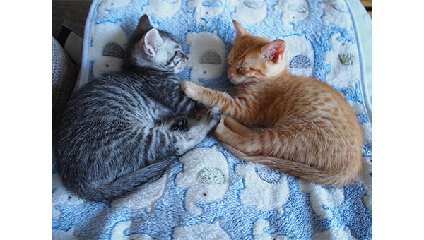 子猫の致死処分を劇的に減らす!人と動物の共生社会推進プロジェクト