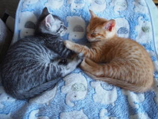 子猫の致死処分を劇的に減らす!人と動物の共生社…