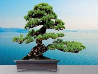世界盆栽プロジェクト～高松が切り拓く世界のBONS…