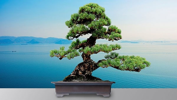 世界盆栽プロジェクト~高松が切り拓く世界のBONSAI~