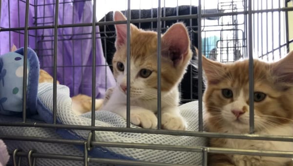 “人”と“猫”が優しく暮らせるまちを目指して~不幸な猫をなくすTNR活動を推進~