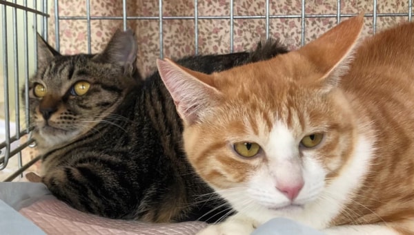 “人”と“猫”が優しく暮らせるまちを目指して~不幸な猫をなくすTNR活動を推進~