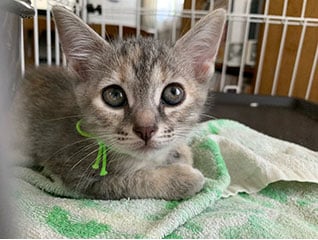 “人”と“猫”が優しく暮らせるまちを目指して～不幸…