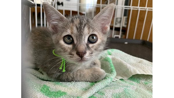 “人”と“猫”が優しく暮らせるまちを目指して~不幸な猫をなくすTNR活動を推進~