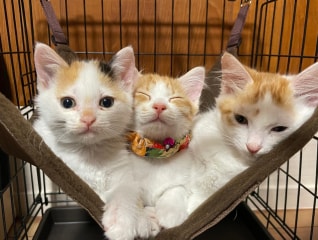 TNR活動で「野良猫」「飼育放棄猫」を救いたい!み…