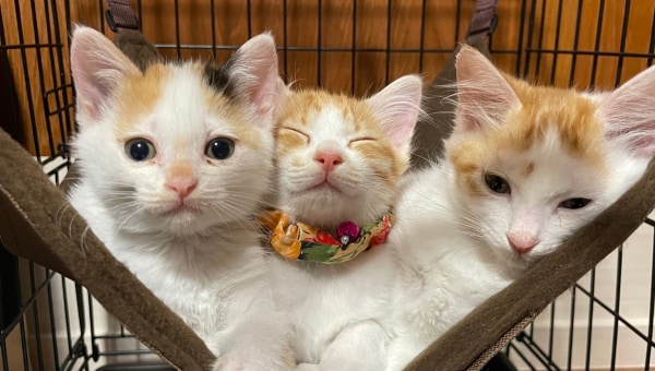 TNR活動で「野良猫」「飼育放棄猫」を救いたい!みとよ愛され猫育成プロジェクト