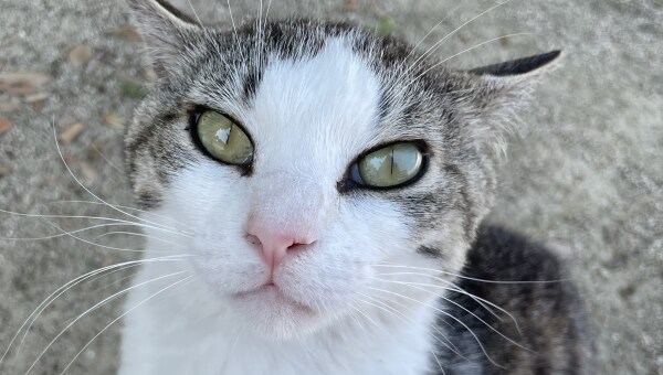 TNR活動で「野良猫」「飼育放棄猫」を救いたい!みとよ愛され猫育成プロジェクト
