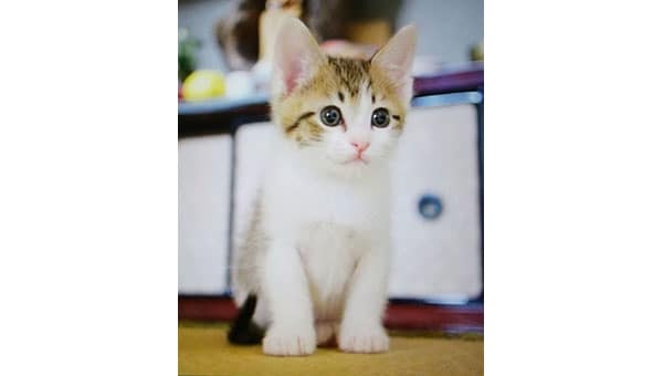 TNR活動で「野良猫」「飼育放棄猫」を救いたい!みとよ愛され猫育成プロジェクト