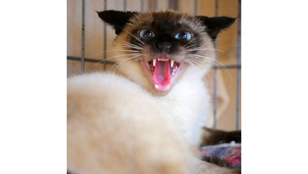 猫と人とが地域で共生できるハートフルなまちのために～猫と私たちができること～第2弾