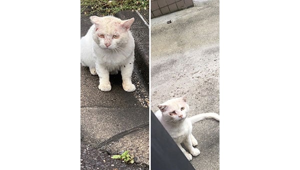 猫と人とが地域で共生できるハートフルなまちのために～猫と私たちができること～第2弾