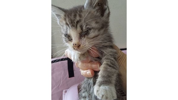 猫と人とが地域で共生できるハートフルなまちのために～猫と私たちができること～第2弾