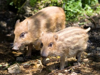 【第六弾】里山を保全し野生動物の命を守る～未来…