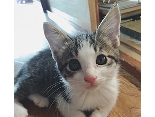 猫殺処分みんなの力で5年でゼロに大作戦!!