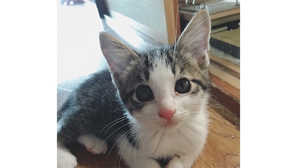 猫殺処分みんなの力で5年でゼロに大作戦!!