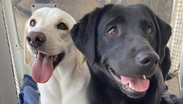 盲導犬の訓練用車両入れ替えにご支援をお願いします!
