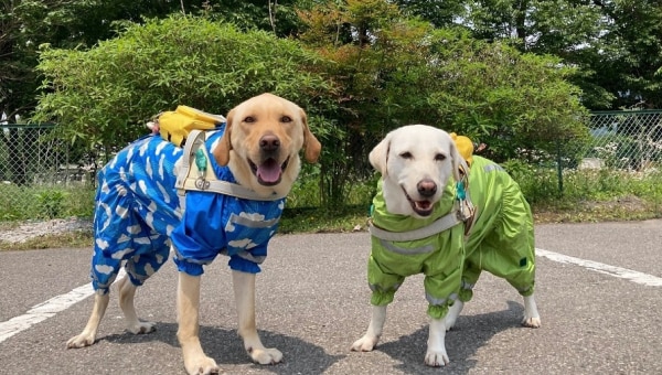 盲導犬の訓練用車両入れ替えにご支援をお願いします!