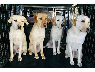 盲導犬の訓練用車両入れ替えにご支援をお願いしま…
