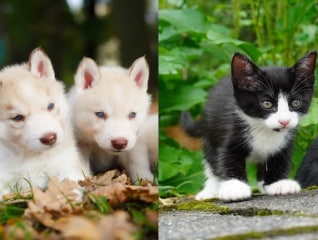 犬・猫の殺処分ゼロの維持・小さな命と向かい合う…