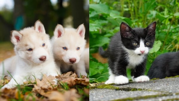 犬・猫の殺処分ゼロの維持・小さな命と向かい合う やさしいまちづくりプロジェクト