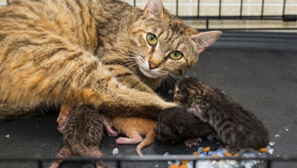 犬・猫の殺処分ゼロの維持・小さな命と向かい合う やさしいまちづくりプロジェクト