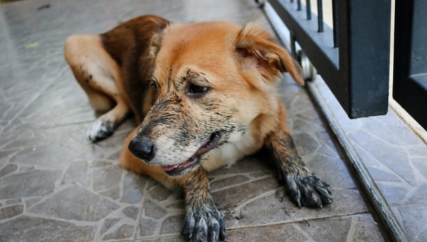 犬・猫の殺処分ゼロの維持・小さな命と向かい合う やさしいまちづくりプロジェクト