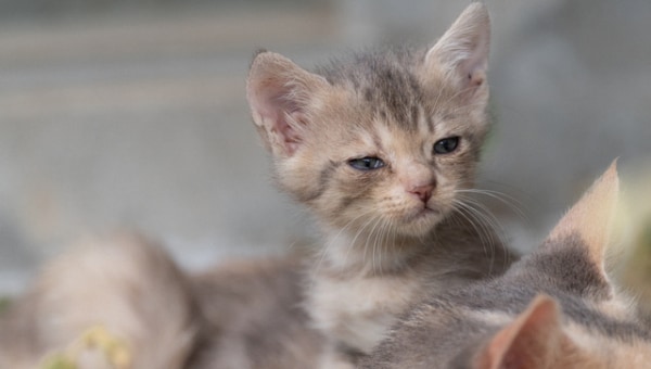 犬・猫の殺処分ゼロの維持・小さな命と向かい合う やさしいまちづくりプロジェクト