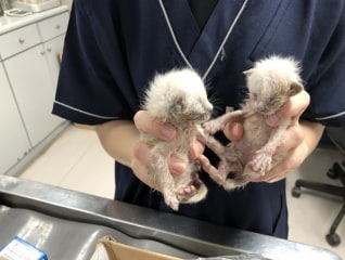 宇都宮市に収容された離乳前の子猫を救いたい!!プ…