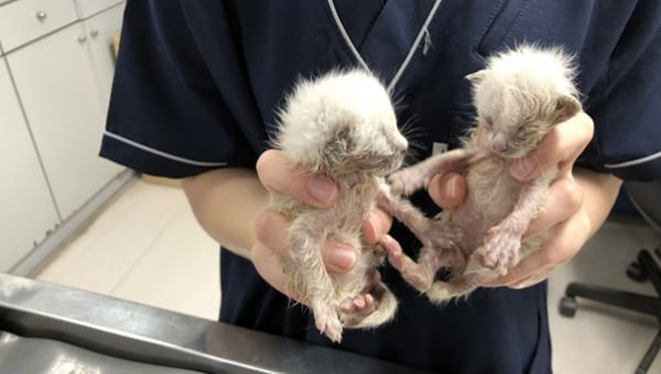 宇都宮市に収容された離乳前の子猫を救いたい!!プロジェクト2022