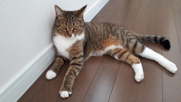 宇都宮市に収容された離乳前の子猫を救いたい!!プロジェクト2022