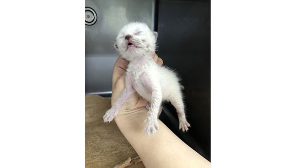 宇都宮市に収容された離乳前の子猫を救いたい!!プロジェクト2022